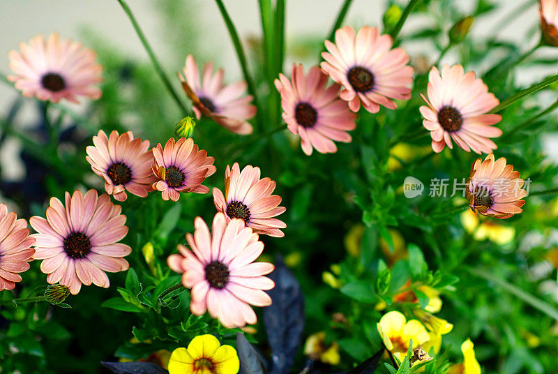 非洲雏菊(Dimorphotheca Sinuata Salmon)和黄色迷你矮牵牛花(Calibrachoa)